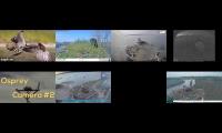 birdsnestinglivestream22