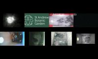 birdsnestinglivestream35