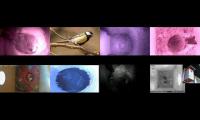 birdsnestinglivestream30