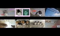 Thumbnail of birdsnestinglivestream14