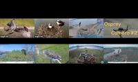 birdsnestinglivestream22