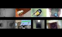 birdsnestinglivestream39