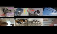 birdsnestinglivestream14