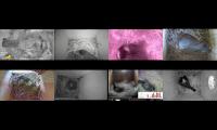 birdsnestinglivestream10