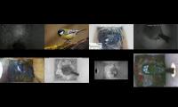 birdsnestinglivestream45