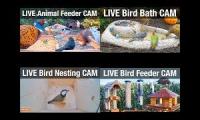 bird watching naturetec