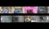 birdsnestinglivestream10