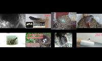 birdsnestinglivestream40
