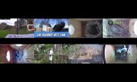 Thumbnail of birdsnestinglivestream1