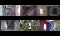 birdsnestinglivestream1