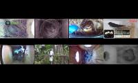 birdsnestinglivestream1