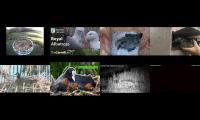 birdsnestinglivestream37