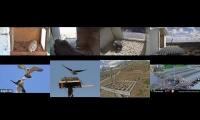 birdsnestinglivestream46