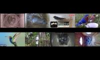 birdsnestinglivestream1