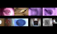 birdsnestinglivestream30