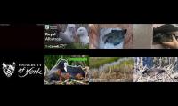 birdsnestinglivestream37