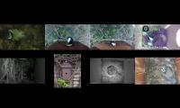 birdsnestinglivestream36