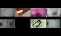 birdsnestinglivestream39