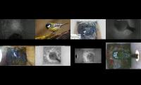 birdsnestinglivestream45