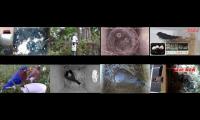 birdsnestinglivestream1