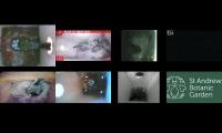 Thumbnail of birdsnestinglivestream35