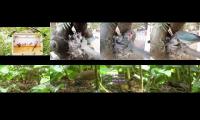 Thumbnail of birdsnestinglivestream53