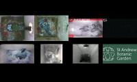 birdsnestinglivestream35