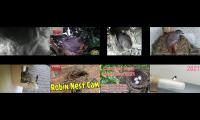 birdsnestinglivestream40