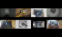 birdsnestinglivestream45