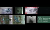 birdsnestinglivestream35