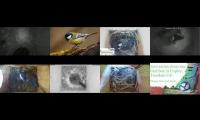 birdsnestinglivestream45