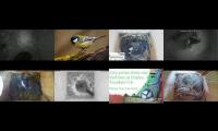 Thumbnail of birdsnestinglivestream45