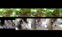 birdsnestinglivestream53