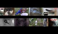 birdsnestinglivestream1