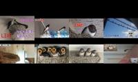 birdsnestinglivestream14