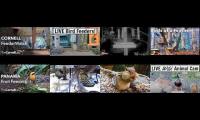 birdsnestinglivestream23