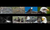 birdsnestinglivestream41