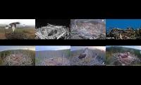 birdsnestinglivestream16