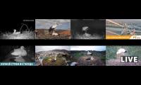 birdsnestinglivestream43