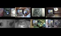 birdsnestinglivestream11