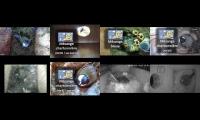 birdsnestinglivestream11