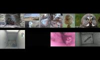 birdsnestinglivestream21
