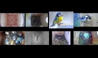 birdsnestinglivestream28