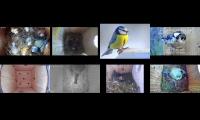 Thumbnail of birdsnestinglivestream28