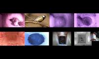 birdsnestinglivestream30