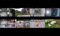 birdsnestinglivestream8