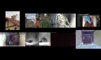 birdsnestinglivestream9