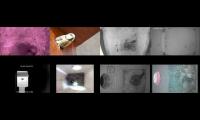 birdsnestinglivestream39