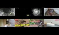 birdsnestinglivestream40