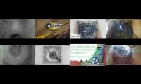 birdsnestinglivestream45